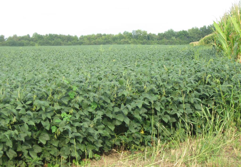 An August soybean field in northern Sangamon County (SCHS)
