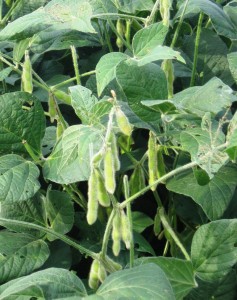 Soybean pods (SCHS)