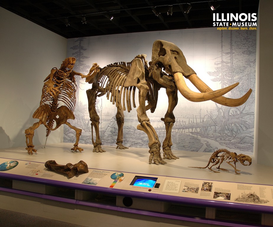 Millie, the Illinois State Museum Mastodon | SangamonLink